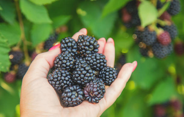 istock The child holds blackberries in the hands. Selective focus. 1171918091