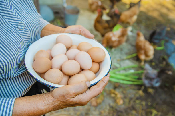 istock homemade eggs in grandmother's hands. Selective focus. 1171918126