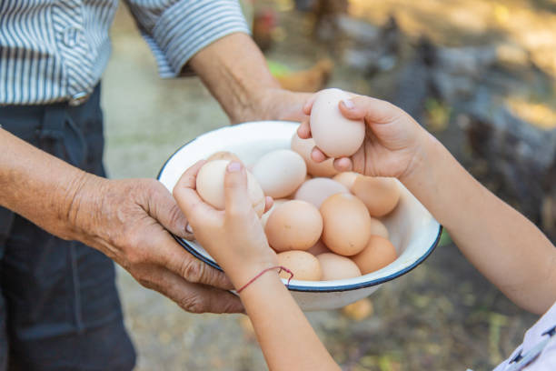 istock homemade eggs in grandmother's hands. Selective focus. 1171918132