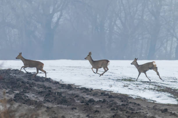 istock Roe Deer herd in winter morning (Capreolus capreolus) 1171918839