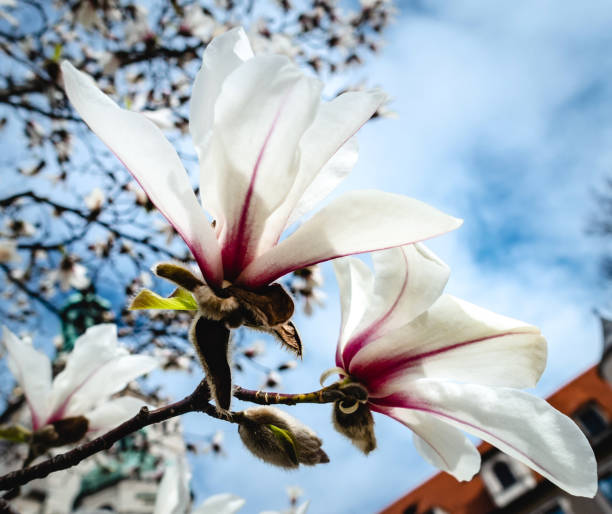 Paris Spring