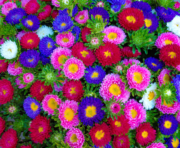 istock Beautiful Colorful Flowers Background. 1171919900