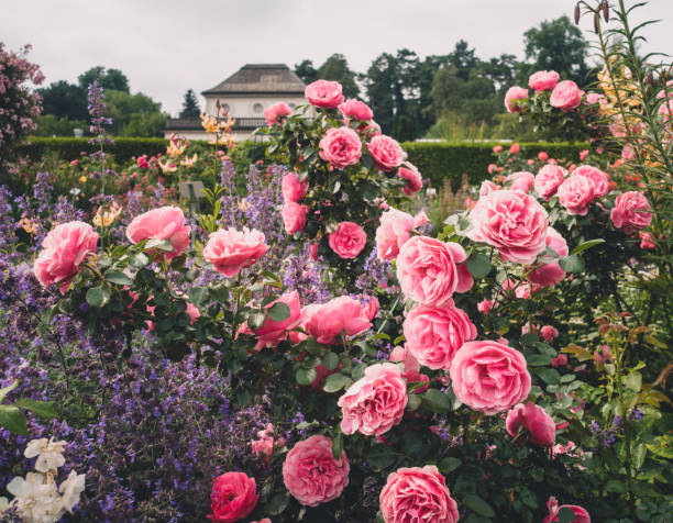 Peonies and Roses Blooming in a Park