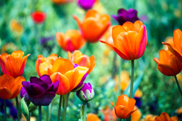 istock Colorful Orange Red Tulips on Green Field 1171920107
