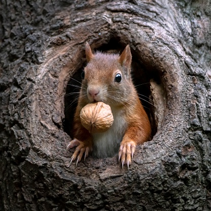 Red squirrel is standing on tree at forest.