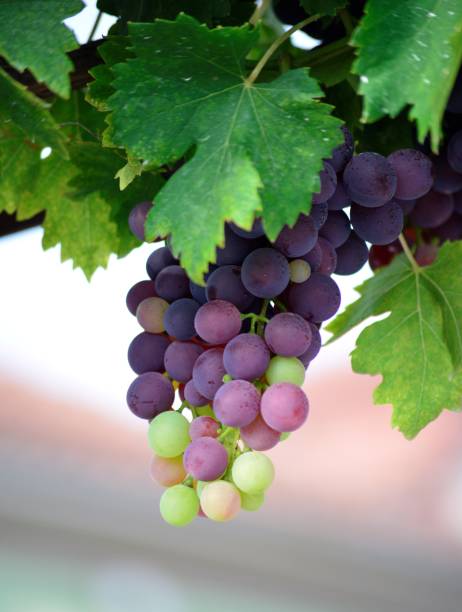 istock ripe grape fruits hanging on a branch 1171921777