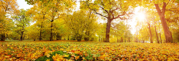 istock trees with multicolored leaves on the grass in the park 1171922941