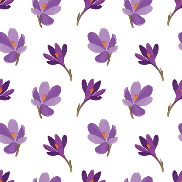 シロカスの花(サフラン)。白い背景に紫色のクロッカスの花(サフラン)を持つシームレスなパターン - crocus点のイラスト素材／クリップアート素材／マンガ素材／アイコン素材