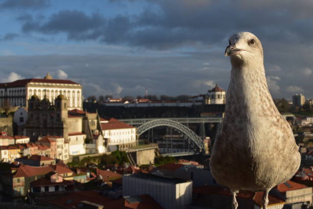 Porto bridge view with a bird