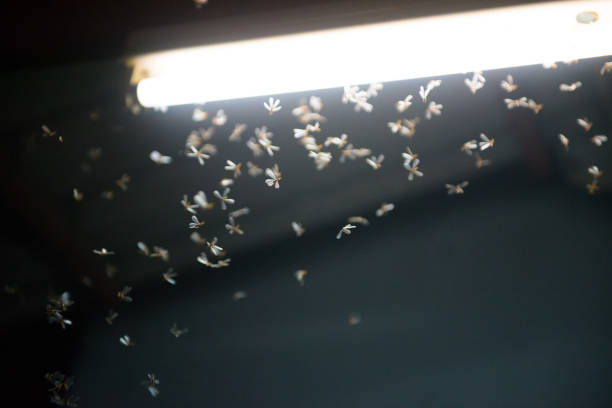 istock moth flying in the fire ,the neon light in night time, it's raining time. 1171924737
