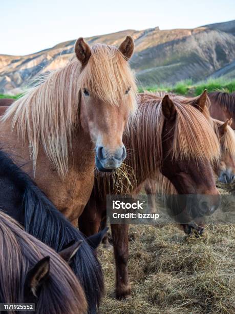 Icelandic Horses The Icelandic Horse Is A Breed Of Horse Developed In Iceland Although The Horses Are Small At Times Ponysized Most Registries For The Icelandic Refer To It As A Horse Stock Photo - Download Image Now
