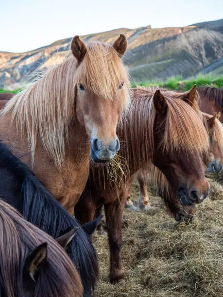 The Icelandic horse is a breed of horse developed in Iceland. Although the horses are small, at times pony-sized, most registries for the Icelandic refer to it as a horse.