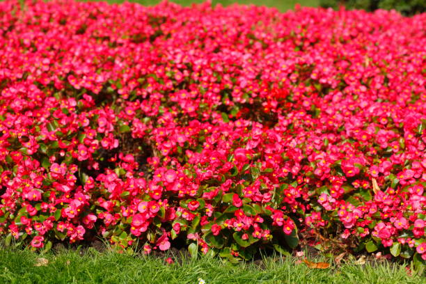 istock Flower bed with ice begonias (Begonia x semperflorens-cultorum),red, Germany 1171925553