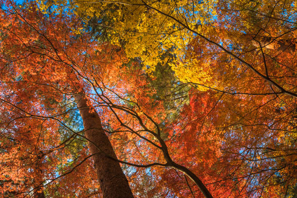 istock multi colour trees in the autumn forest 1171925623