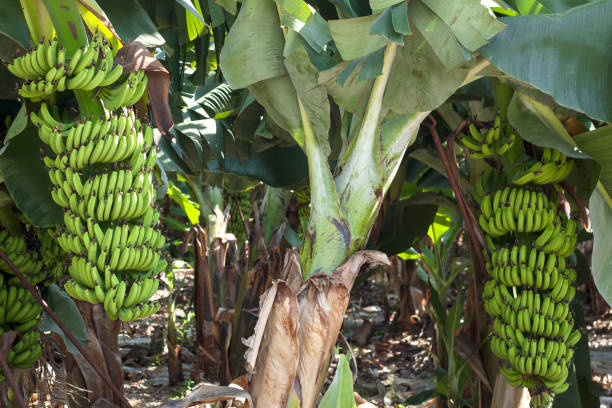 campo da banana da agricultura no clima tropical - tree shade large growth - fotografias e filmes do acervo