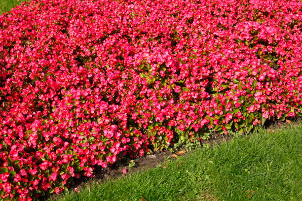 istock Flower bed with ice begonias (Begonia x semperflorens-cultorum),red, Germany 1171925840