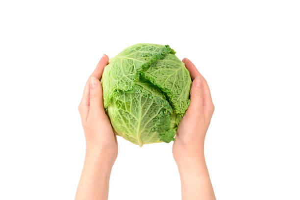 istock Green cabbage isolated on white background. In woman hands. 1171927441