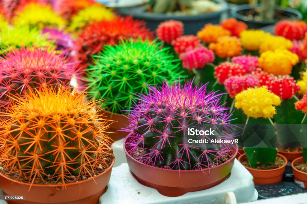 Cactus De Diferentes Colores Pequeñas Flores De Cactus De Diferentes Colores En Macetas Foto de stock y más banco de imágenes de Belleza - iStock Cactus De Diferentes Colores Pequeñas Flores De Cactus De Diferentes Colores En Macetas Foto de stock y más banco de imágenes de Belleza - iStock