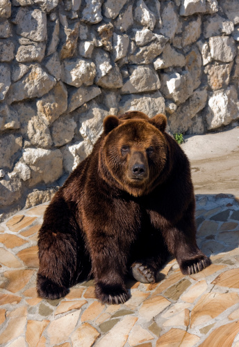 Brown bear from Moscow zoo