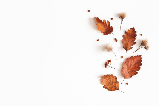istock Autumn composition. Dried leaves, flowers, rowan berries on white background. Autumn, fall, thanksgiving day concept. Flat lay, top view, copy space 1171929224
