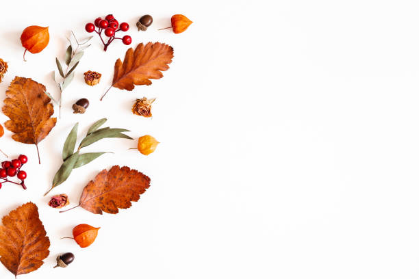 istock Autumn composition. Physalis flowers, eucalyptus leaves, rowan berries on white background. Autumn, fall, thanksgiving day concept. Flat lay, top view, copy space 1171929228