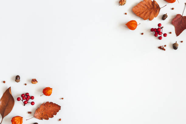istock Autumn composition. Dried leaves, flowers, rowan berries on white background. Autumn, fall, thanksgiving day concept. Flat lay, top view, copy space 1171929233
