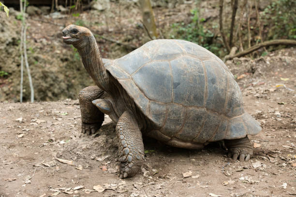 istock Galapagos Tortoise in a nature reserve 1171929828