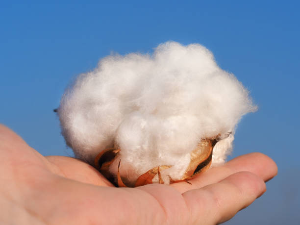 istock White fluffy cotton on the hand. Blue sky background 1171931049
