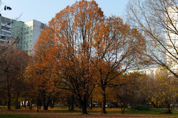 istock Golden autumn. Sunny day in park. 1171932499