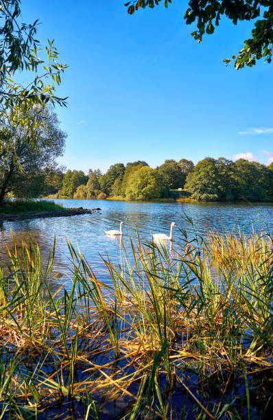 istock Swans next to a small island on Lake Lankow in Schwerin. 1171933752