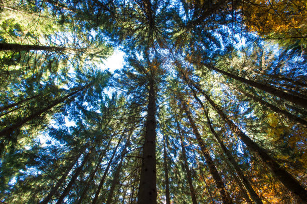 istock Autumn forest on sunny day . autumn leaf 1171935641
