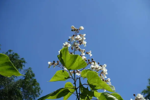 Panicle of white flowers of catalpa against blue sky