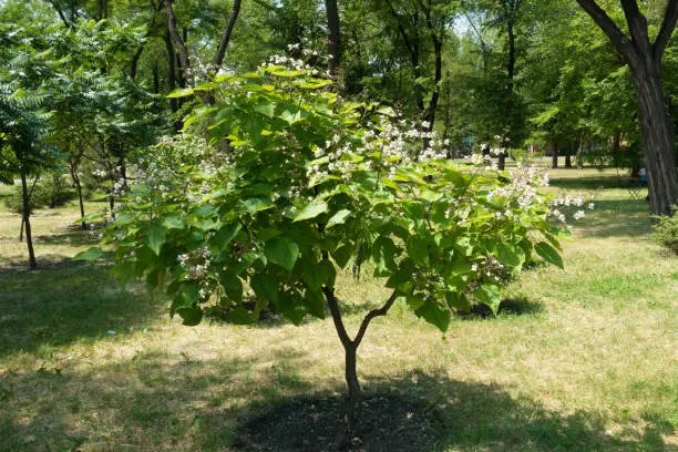 Young catalpa tree in bloom in June