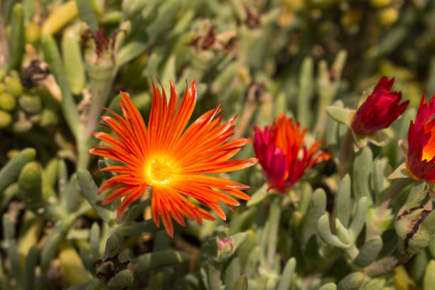 istock Bloom of red ice plant (Malephora crocea) 1171936025
