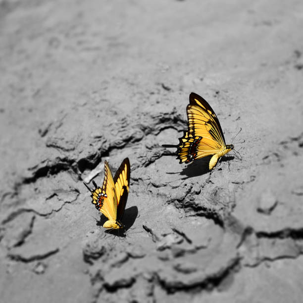 Two bright yellow butterflies on gray mud