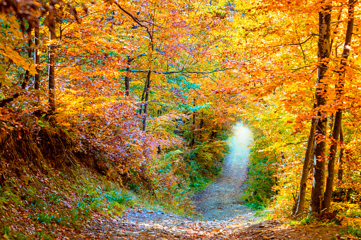 Amazing colors of Autunm - natural trees tunnel in autumnal forest. Beautiful fall season landscape