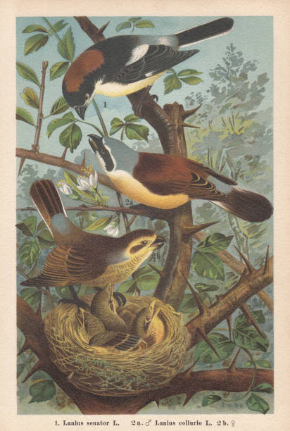 illustrazioni stock, clip art, cartoni animati e icone di tendenza di shrike di woodchat e shrike dal dorso rosso, cromotiografo, pubblicato nel 1896 - germany illustration and painting engraving engraved image