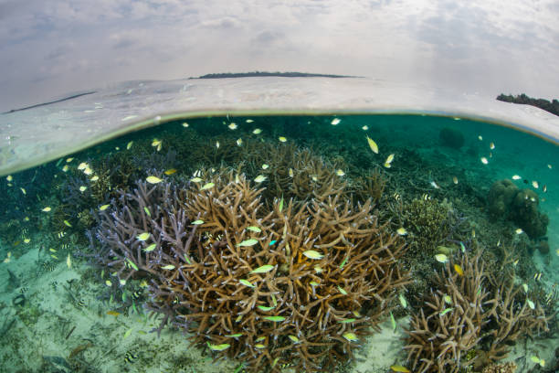 istock Fragile Corals and Fish in Solomon Islands 1171940161