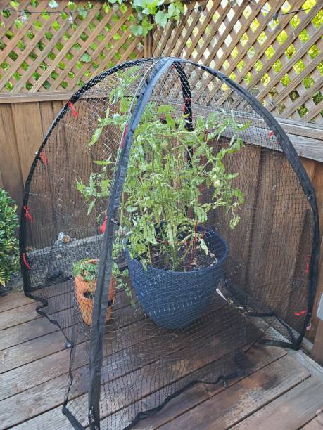 Tomato Plant In Mesh Cage Backyard garden with tomato plant in green planter covered in portable mesh cage to protect from squirrels, raccoons and other pests, September 2, 2019 tomato cages stock pictures, royalty-free photos & images