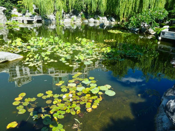istock a water lily in the pond at summer 1171940277