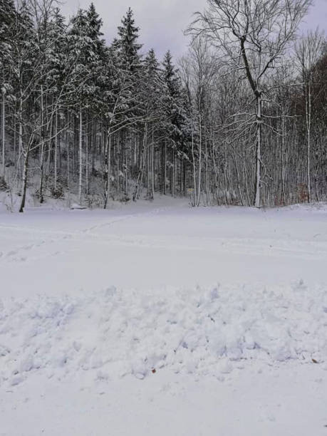 istock winter in the forest with snow on the trees 1171941190