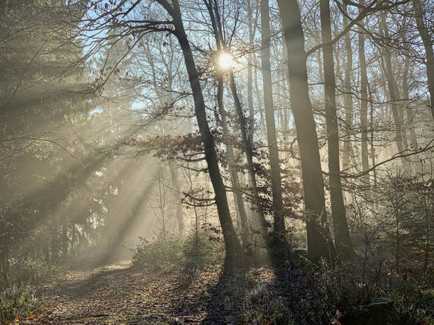 istock the forest with sun flares 1171941198