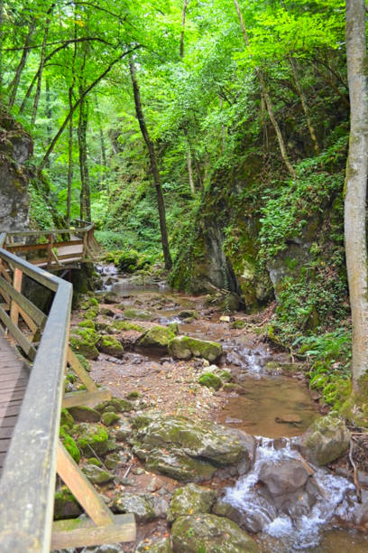 istock a waterfall in the woods at summer 1171941209