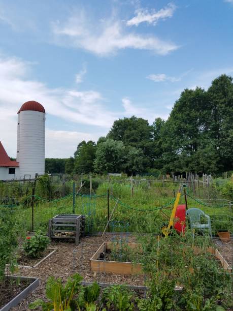 raised bed gardens and wheelbarrow and plants