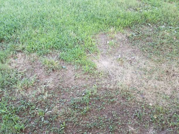 istock green grass or lawn with brown dead patches 1171941323