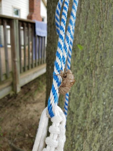 istock brown cicada skin shedded on blue and white rope 1171941345