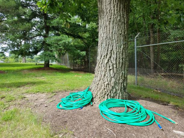 istock tree trunk with green hoses and metal fence 1171941409