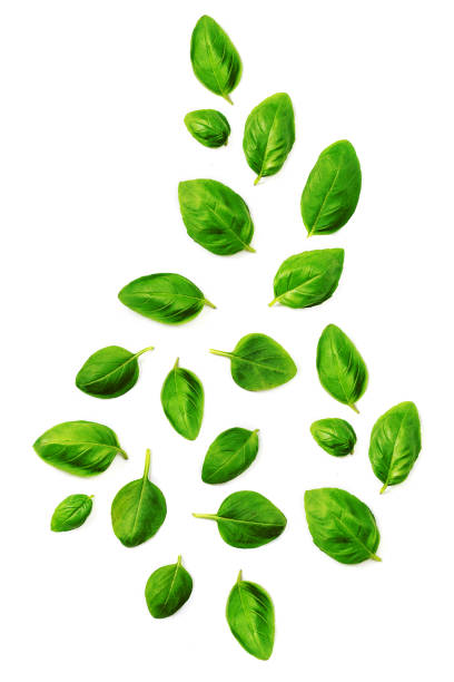 istock Flying Fresh basil herb leaves isolated on white background. Top view. Flat lay. 1171942076