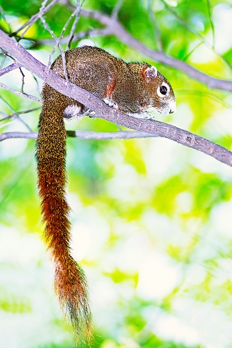 Squirrel resting on branch.