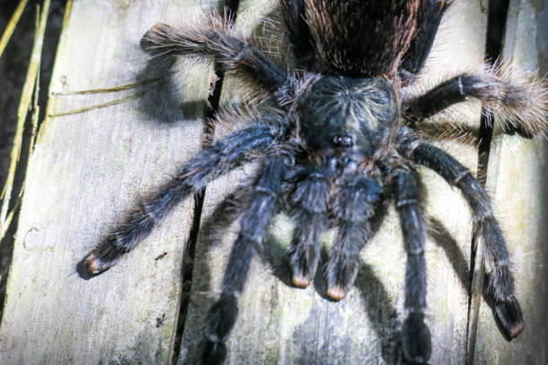 istock Furry tarantula alfresco walking along the tree trunk. 1171942385